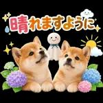 飛び出す♡雨の日わんこ
