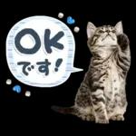 ねこちぃず♡梅雨〜初夏ver