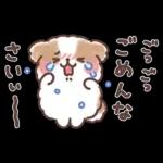 ふわふわシーズー 3歳児