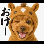 ウマの着ぐるみトイプードル【午年/2026】