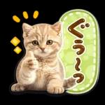 かわいい猫の写真 ぷくぷく