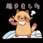 imananishiteru tanuki