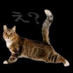 意外と使える！ネガティブなタイプの猫たち