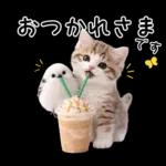 仲良し♡シマエナガと子猫ちゃん