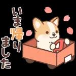 Pop-Up! Corgi's Spring Reply Sticker