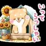 大人の夏❤️いやしばいぬ❤️柴犬