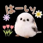 とってもかわいい♡シマエナガちゃん