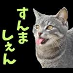 島根出雲弁☆にゃんこ