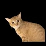 チャイさんの日常