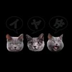 意外と使える！ネガティブなタイプの猫たち