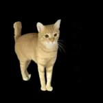 チャイさんの日常