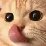 @JERRYTRO ¿TE GOJO?