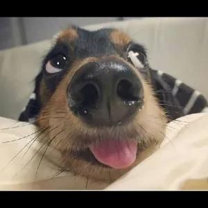 IrHFoW
