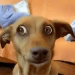 SIUUUU