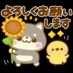 飛び出す♡豆柴-夏-日和