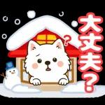 そっと寄りそうサモエド