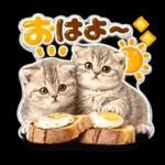 かわいい猫の写真 ぷくぷく