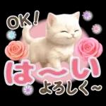 にゃんこ達の❤️気持ちたっぷり長文❤ねこ