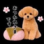 春♡とってもかわいいトイプードル