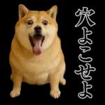 ガンギマリの柴犬＠エロ・日常会話