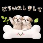 気持ち伝わる癒やしシーズー