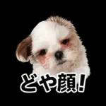 モカのスタンプ　幼少期編