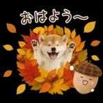 大人かわいい秋の癒し柴犬