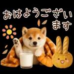 大人かわいい秋の癒し柴犬