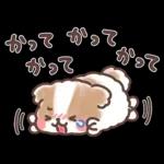 ふわふわシーズー 3歳児