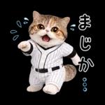 野球をする猫