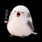 とってもかわいい♡シマエナガちゃん