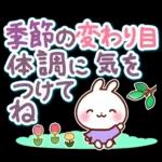 うさぎさん やさしい春の気づかい