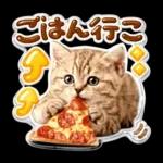 かわいい猫の写真 ぷくぷく
