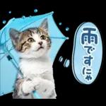 ねこちぃず♡梅雨〜初夏ver