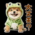 梅雨初夏♡わんこ