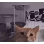 котики