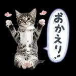 ねこちぃず♡梅雨〜初夏ver