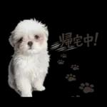 モカのスタンプ　幼少期編