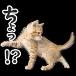 リアルな子猫ミーム（秋ハロウィン）