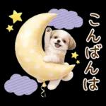 気持ち伝わる癒やしシーズー