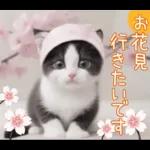 可愛いハチワレ猫 春の思いやり 敬語