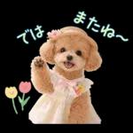 春♡とってもかわいいトイプードル