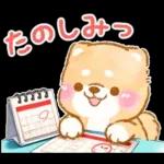 大人の夏❤️いやしばいぬ❤️柴犬