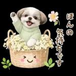 気持ち伝わる癒やしシーズー