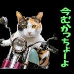 島根出雲弁☆にゃんこ