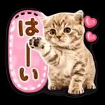 かわいい猫の写真 ぷくぷく