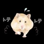 ゴールデンハムスター♡キンクマ