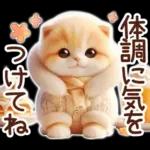 冬の猫のスコティッシュ【よく使う言葉】