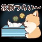 Pop-Up! Corgi's Spring Reply Sticker