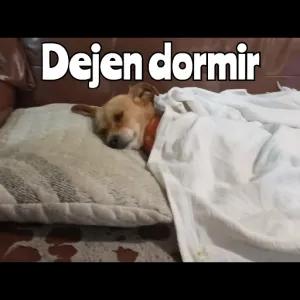 Dejen dormir - getsticker.com